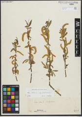 Foto von Salix alba subsp. vitellina (L.) Arcang.